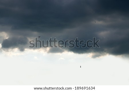 Dark overcast sky and flying birds