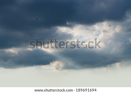 Dark overcast sky and flying birds