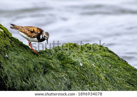 A ruddy turnstone standing on a rock at the shore. Royalty-Free Stock Photo #1896934078