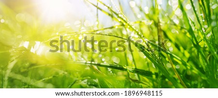 Fresh green grass background in sunny summer day. Lawn in nature outdoors Royalty-Free Stock Photo #1896948115