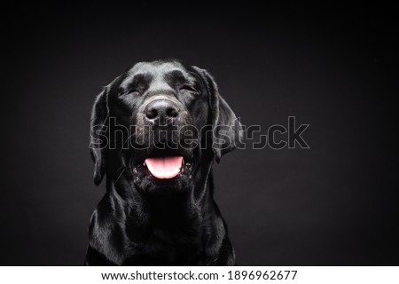Portrait of a Labrador Retriever dog on an isolated black background. The picture was taken in a photo Studio.