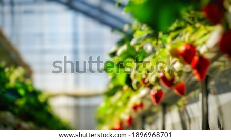 Blur picture background of strawberry in the organic farm at Japan,  Asia. 
