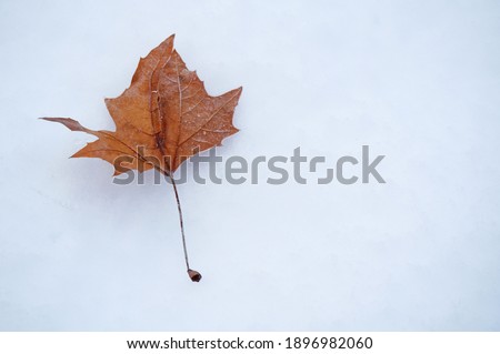 Autumn leafs on winter snowed field  