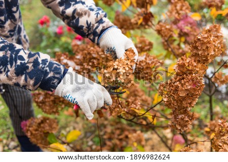 A woman prunes dry hydrangea flowers in the garden in late autumn Royalty-Free Stock Photo #1896982624