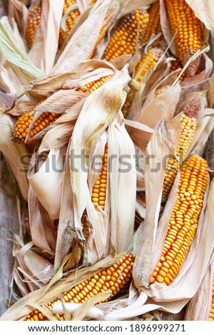 corn in autumn season outdoor