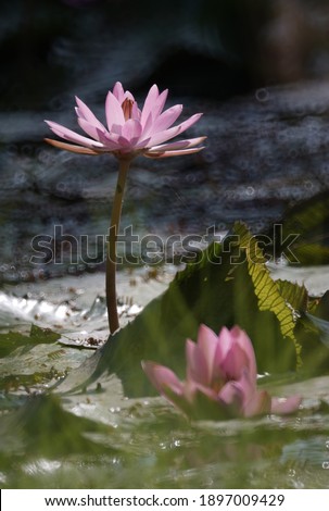 Beautiful waterlily in pond. The lotus blossom in the backdrop gives amysterious sensation, with copy space for text using as summer background.