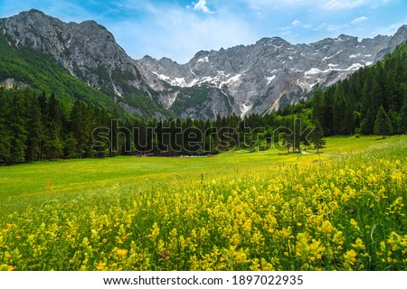 Stunning colorful spring flowery glade with pine forest and high snowy mountains in background, Jezersko valley, Kamnik Savinja Alps, Slovenia, Europe Royalty-Free Stock Photo #1897022935