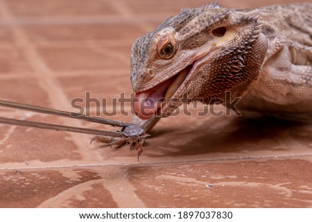 A bearded dragon (Pogona sp) eating cricket