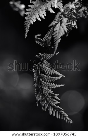 Freshness Green leaf of Fern on dark background) shallow dept of field, black and white photography. Soft and grain effect