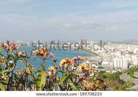 Frangipani with a view of the city Pataya Thailand