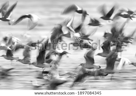 A slow shutter motion blur photograph of a flock of Black-headed gulls flying at Tubli bay, Bahrain