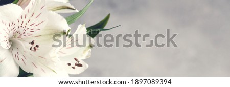 Beautiful floral background. Macro image. Template for your design.