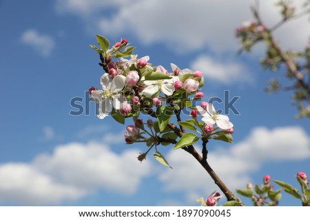 White blossom branch, Apple fruit tree in spring 