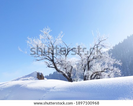Gulmarg, Kashmir, India - 12 January 2021: Outdoor winter scene of hoarfrost glistening on tree branches in the morning sun against a blue sky in snow laden surroundings 
