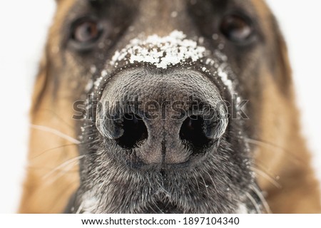 Dogs nose close up. Snowflakes on the german shepherds nose. Winter pets walks. Selective focus, blurred background
