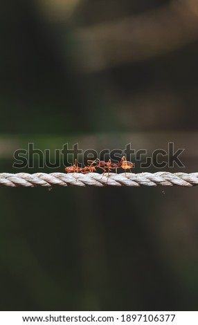Groups of red weaver ants busy in the morning, walking in line over a woven rope. The red ants are biting together on the rope.