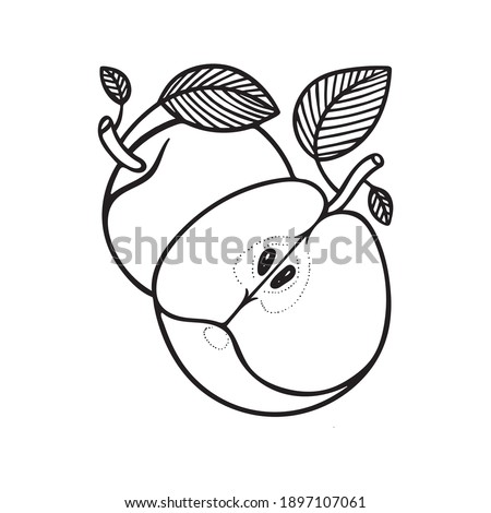 Apples hand drawn vector illustration. Apples with leaves outline graphic. Apples sketch drawing. Part of set.