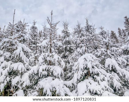 Winter landscape with pine trees covered with fresh white snow