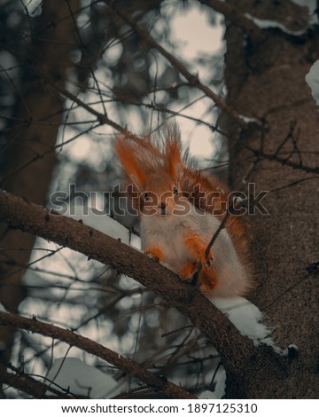 cute red squirrel hid among the trees