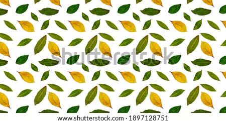 Floral pattern. Laurel leaf border. Creative banner made of laurel leaves. White background.
