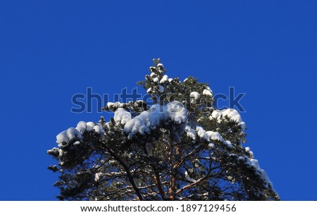 Spruce top with snow on a background of blue sky.