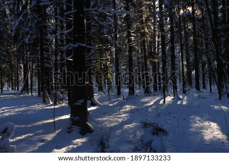 Sunlight in a dark snowy forest illuminates tree trunks
