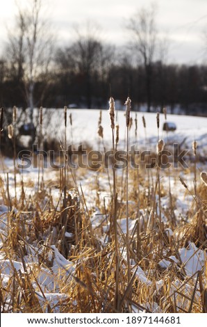 Cattails growing in wetlands in the Canadian wilderness during the winter.
