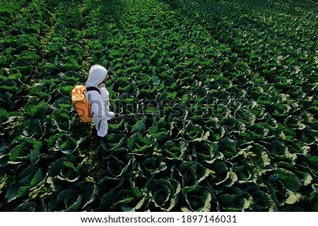 Female gardener in a protective suit and mask spray fertilizer on huge cabbage vegetable plant  Royalty-Free Stock Photo #1897146031