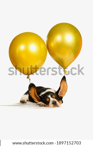 Portrait of a dog of breed basset hound with raised balls on the ears.