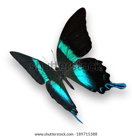 Beautiful blue and green butterfly flying isolated on white background