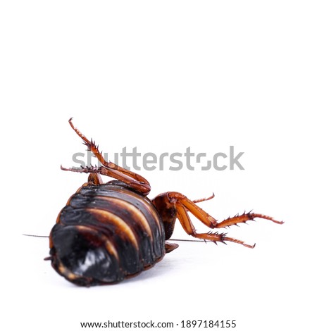 Argentinian wood roach aka Blaptica dubia, isolated on white background.