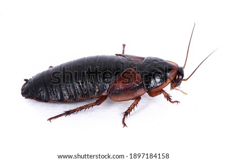 Argentinian wood roach aka Blaptica dubia, isolated on white background.