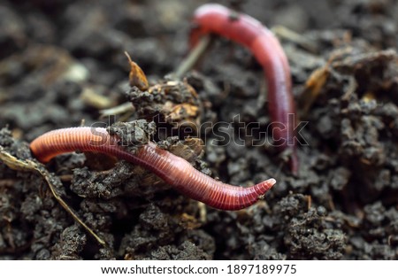 Red earthworms on the compost. Close up. Royalty-Free Stock Photo #1897189975