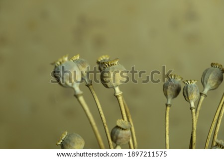 a bouquet of dried poppies close up.