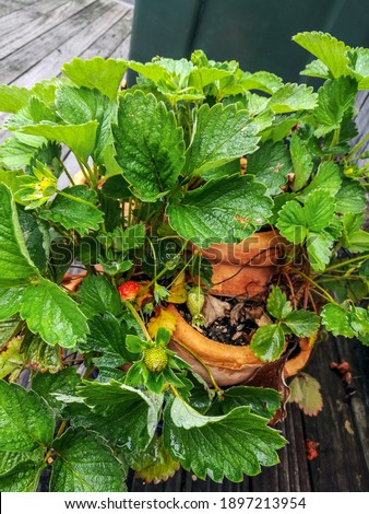 Strawberry plants on a rainy day on the garden