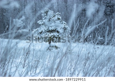 A young pine stands alone on the lawn among the frozen grass, dusted with snow.