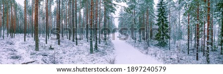 Spectacular Aerial panoramic photo Of very low fly through Snow Covered forest above small road in fresh Winter Landscape In Northern Sweden, Umea. Young pine trees