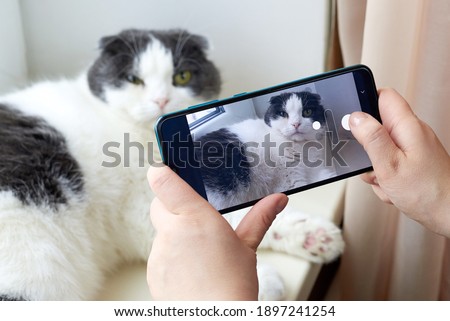 A woman photographs her cute fold cat on the smartphone.