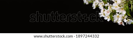 White sprig of blooming apple or pear tree on black background. Banner or holiday certificate, copy space, text place. Gardening billboard. Romantic and fine aroma. Tree sort. Spring time. Selection.