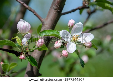 Blooming branches of an apple tree covered with white-pink flowers and buds.Close-up