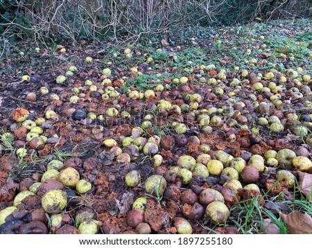 Rotten apples on the cold winter ground