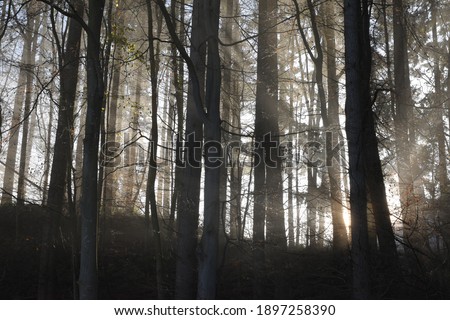 a bight misty morning with the sun shining through the trees of the forest creating magical rays of light