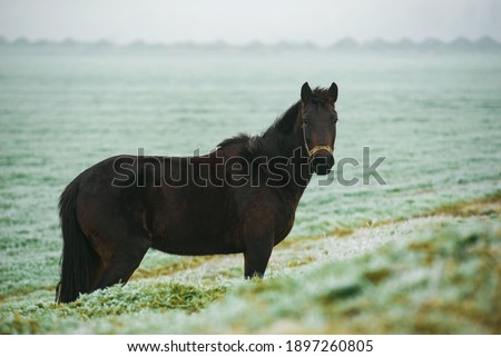 Photo of dark horse on frosty december field eating grass