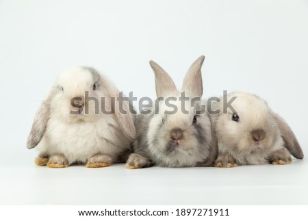 Group of healthy lovely baby bunny easter rabbits on white background. Cute fluffy rabbits on white background Lovely mammal with beautiful bright eyes in nature life.Animal concept. Easter signature.