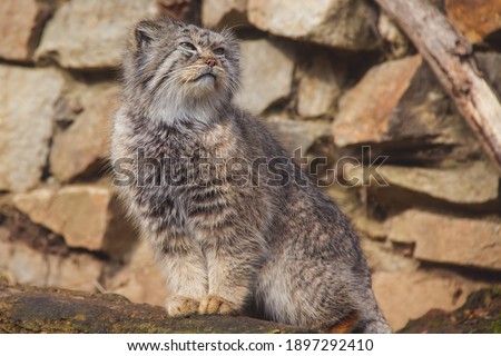 Animal photography - pallas's cat (manul)  standing on the trunk of a fallen tree. Stone wall in the beckground