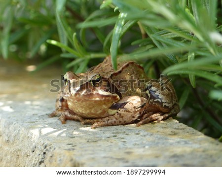 Toad sitting on stone wall