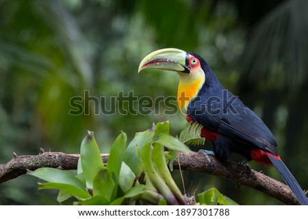 A beautiful Red-breasted Toucan (Ramphastos dicolorus) perched on a branch