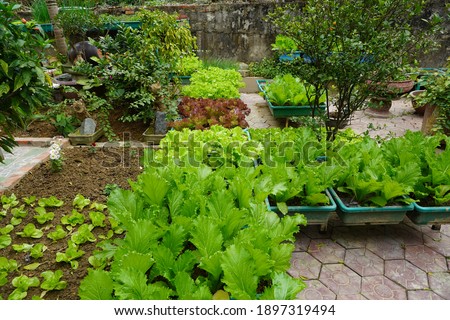Vegetables - High quality pictures of vegetable garden images