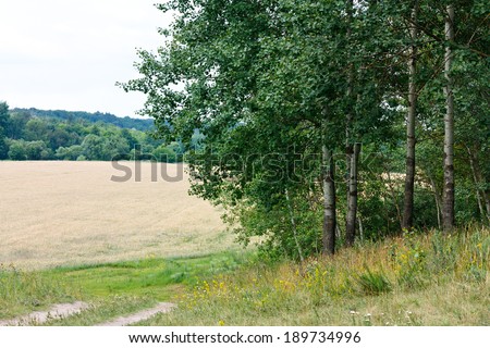 Beautiful Summer Landscape with poplars, motley grasses and wheat field