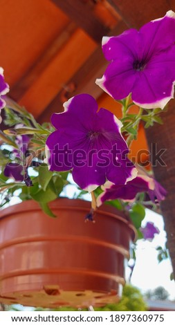 purple flowers with a blue polem